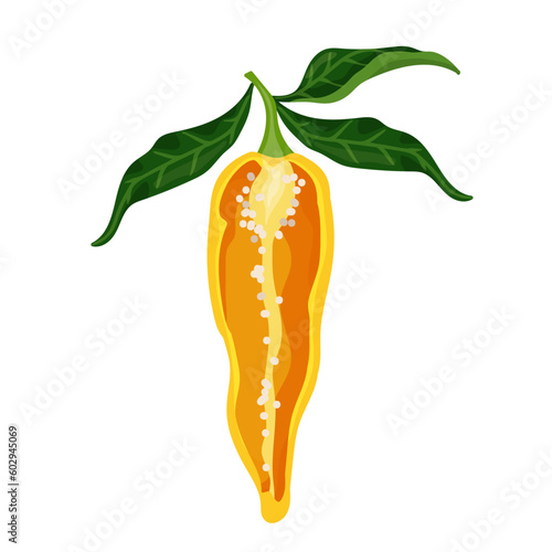 Half a yellow chili pepper. Ripe spicy vegetable. Vector graphics.