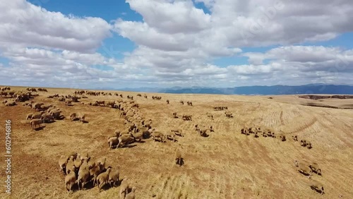 Hay Fields with Sheep running through