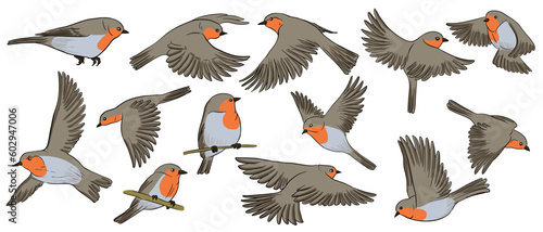 Fényképezés vector drawing birds, robin redbreasts , hand drawn songbird, isolated nature de