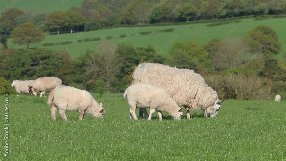 Ewe and Lambs grazing in field. May. Wales. UK Ewe and Lambs grazing in field. May. Wales. UK