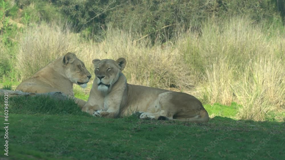 Wild Hare (Rabbit) Hops Away Behind Two Sleepy Lions Snoozing On Grassy Savanna. Wild Hare (Rabbit) Hops Away Behind Two Sleepy Lions Snoozing On Grassy Savanna.