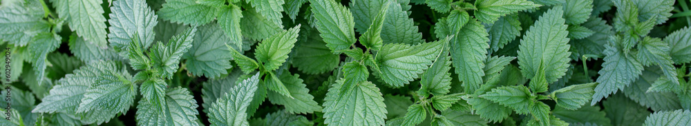 Stinging nettle leaves as background. Green texture of nettle. Top view. Banner for web site Stinging nettle leaves as background. Green texture of nettle. Top view. Banner for web site