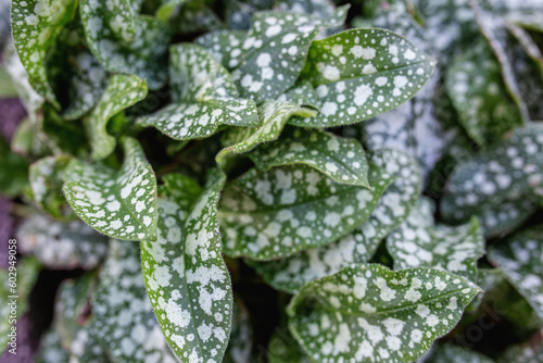 Pulmonaria saccharata or bethlehem sage or lungworts green and white potted foliage. Top view photo