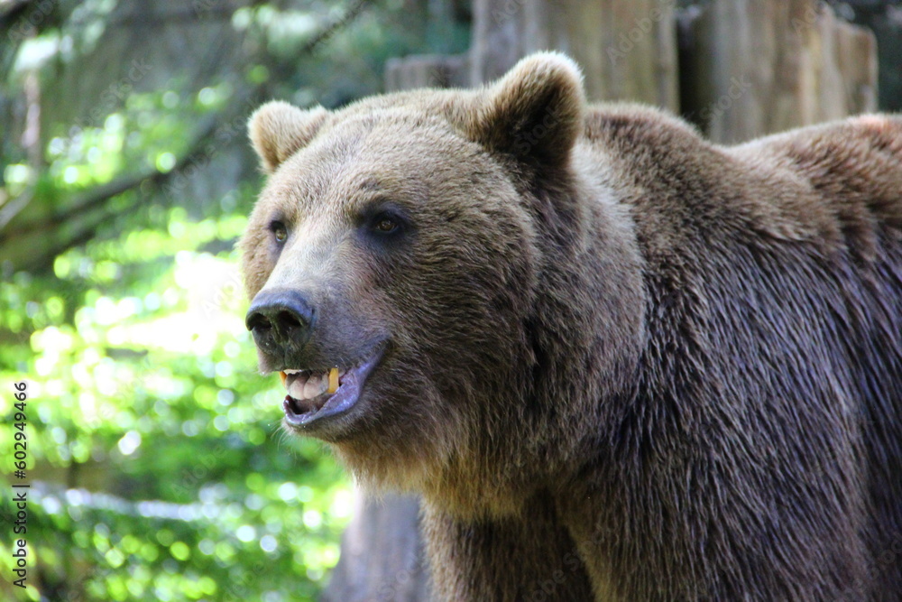 Parc animalier des Pyrénées - France Argeles-Gazost