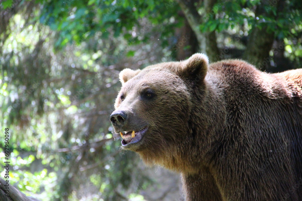 Parc animalier des Pyrénées - France Argeles-Gazost