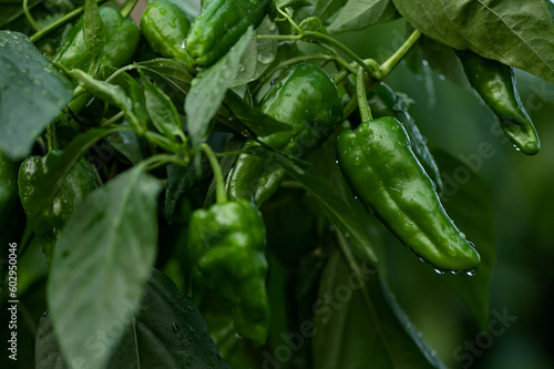 Padron pepper plant. Green peppers on bush in drops of water. Hot Spanish pepper. Cultivation and ripening of pepper. Vegetables in garden, harvest. Farming. Side view. Close-up. Soft focus. 