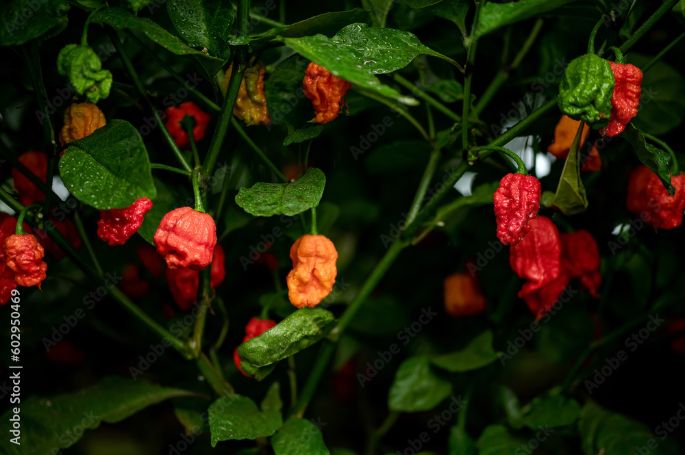 7 Pot Brain Strain Red pepper plant. Peppers on bush among green leaves