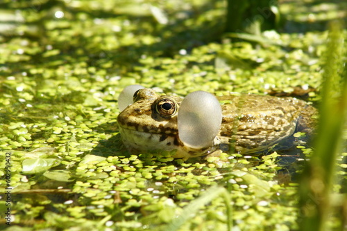 Une grenouille avec un sac vocal de chaque côté de la tête en train de communiquer photo