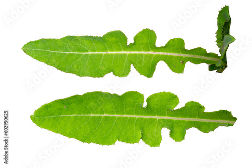 Fototapeta Perennial sow thistle plant leaves are green with jagged edges and slightly hair