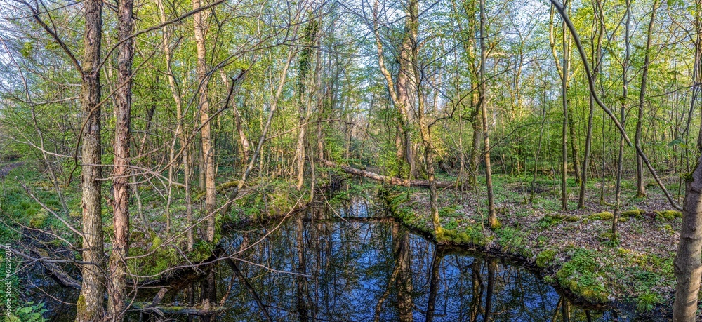 Fototapeta premium Panoramic image of wooded marsh in springtime
