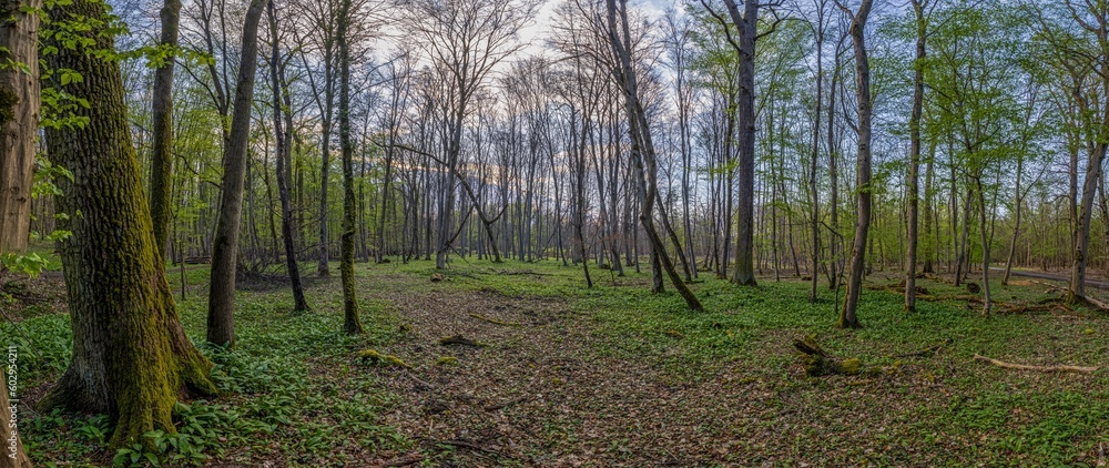 Fototapeta premium Panoramic picture of deciduous forest in spring
