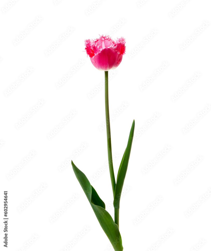 Tulip flower isolated on white Tulip flower isolated on white