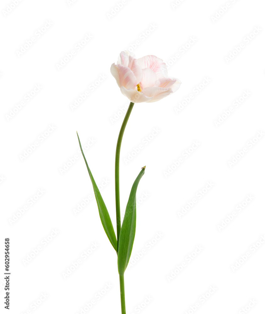 Tulip flower isolated on white Tulip flower isolated on white
