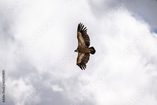 the griffon vulture soars beautifully over the gorge, spreading its large wings against the background of the sky and clouds © константин константи