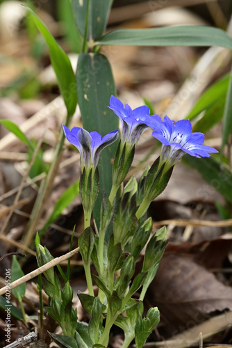 Bright blue flowers of gentian.