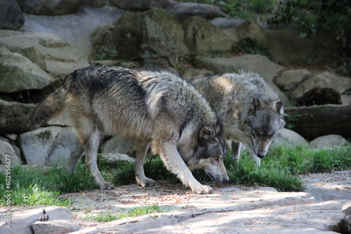 Parc animalier des Pyrénées - France Argeles-Gazost