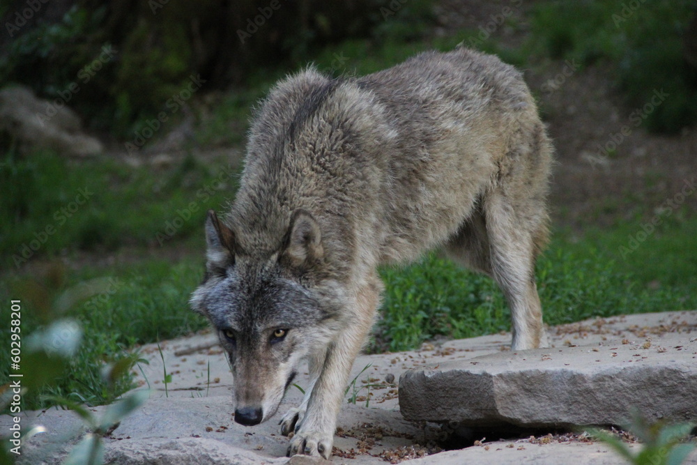 Parc animalier des Pyrénées - France Argeles-Gazost