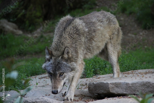 Parc animalier des Pyr  n  es - France Argeles-Gazost