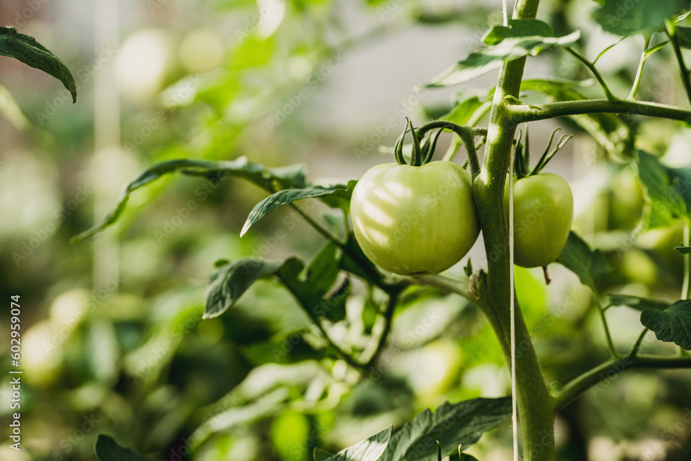 Tomatoes on green branch. Home grown tomato vegetables growing on vine in greenhouse. Autumn vegetable harvest on organic farm. Tomatoes on green branch. Home grown tomato vegetables growing on vine in greenhouse. Autumn vegetable harvest on organic farm.