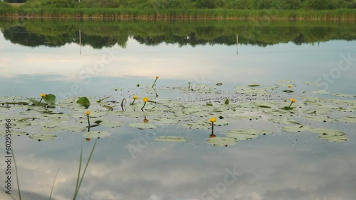 Thickets and flowers of yellow water lily in the pond in the evening. Beautiful water yellow lily flowers. Nuphar lutea. photo