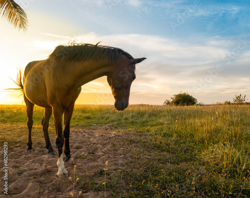 Horses in the field next to a palm tree during sunset.