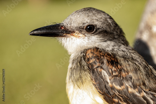 Small baby bird perched on a branch.