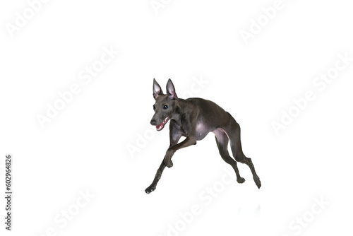 Portrait with playful dog Italian greyhound running  playing isolated over white color studio background. Jump in motion. Concept of care  animal life