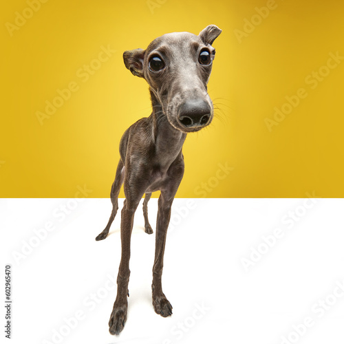 Big nose of cute pet. Portrait of funny dog Italian greyhound with brown fur looking at camera over yellow color studio background