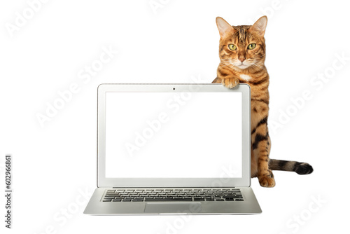 Close-up of a cat and a laptop on a white background. © Svetlana Rey