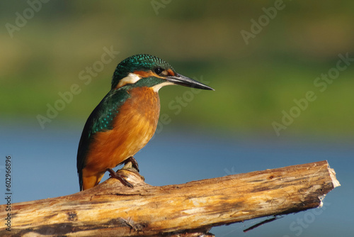 Common Kingfisher Sitting on a Branch With Blurred Background – Photograph © Reschke Photography
