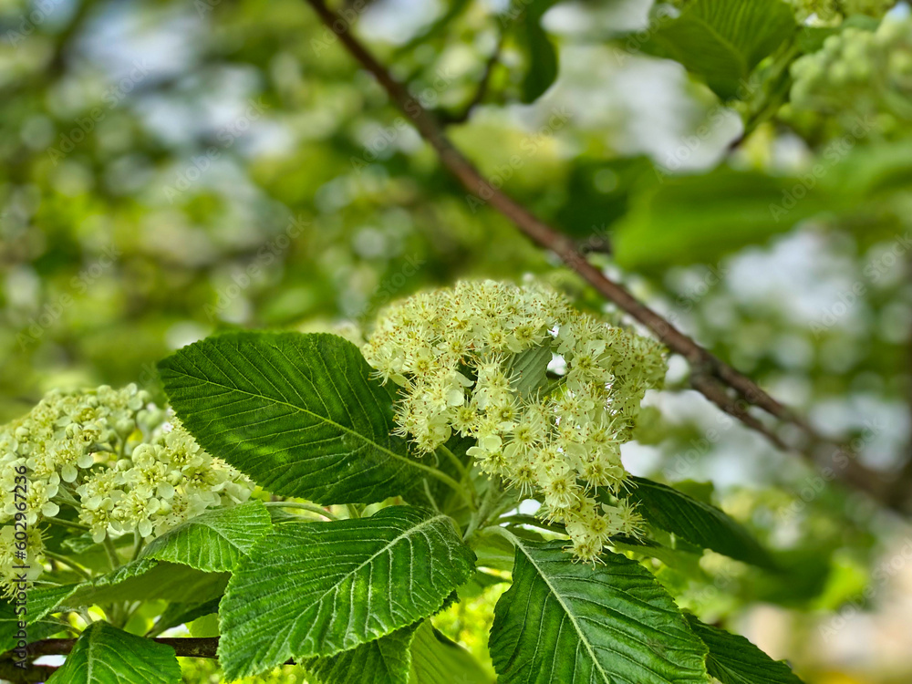Tree blossom, leaves and branches Tree blossom, leaves and branches