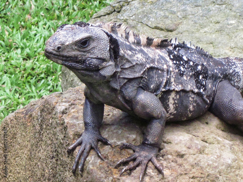 Black Iguana in Roatan, Honduras. 