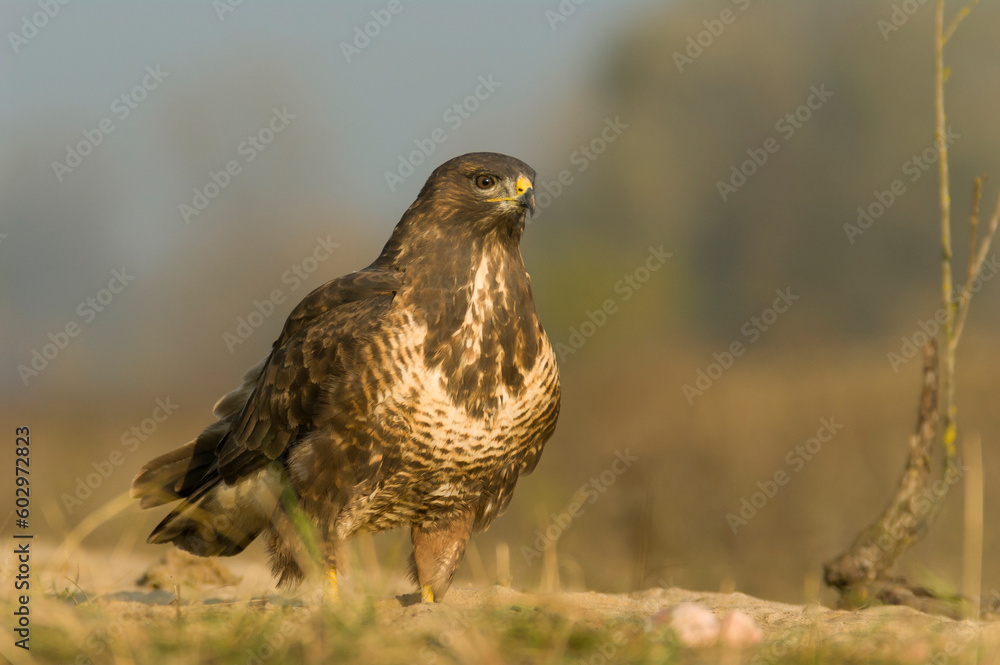 Common Buzzard Standing in the Wild – Photograph Common Buzzard Standing in the Wild – Photograph