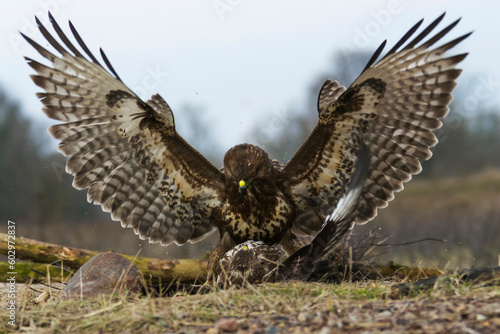 Two Common Buzzards Fighting Each Other on a Clearing     Photograph