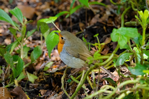Close-up of robin bird perching on ground