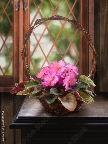 Still life with uzambara violet in a basket photo