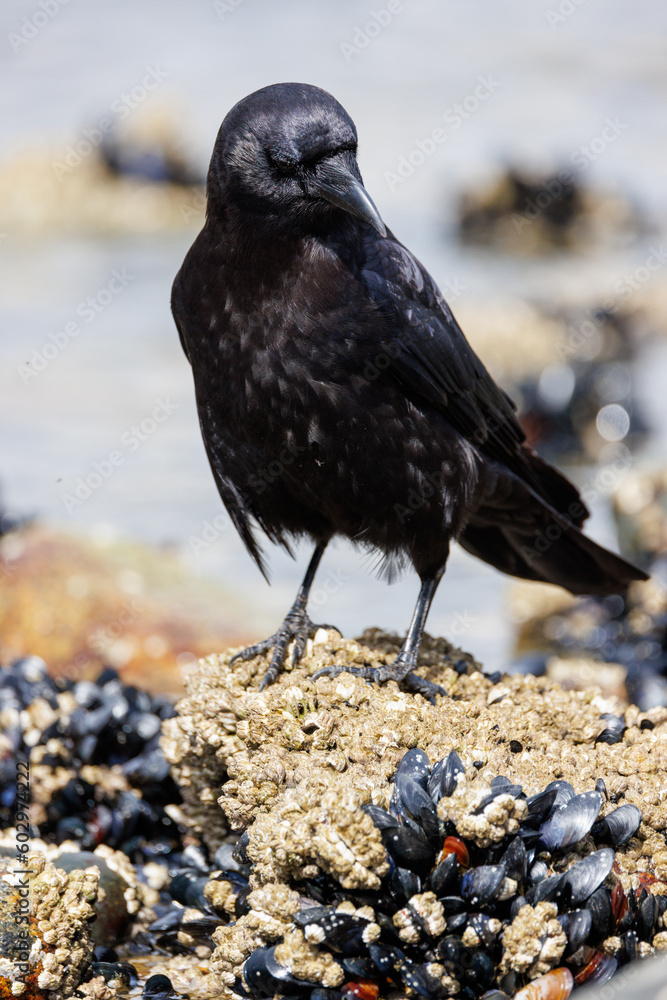 Naklejka premium Crow looking at mussel