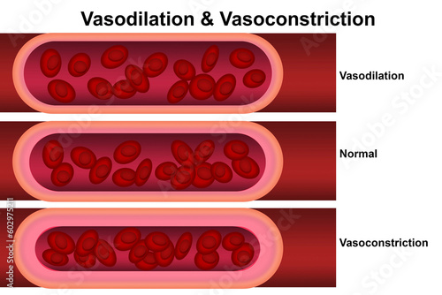 Vasodilation and vasoconstriction. Comparison of Blood vessels photo