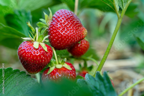 Red strawberries on a bush close-up