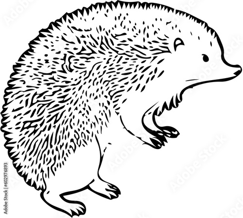 Illustration of a hedgehog standing | vector art of a hedgehog | black and white Silhouette