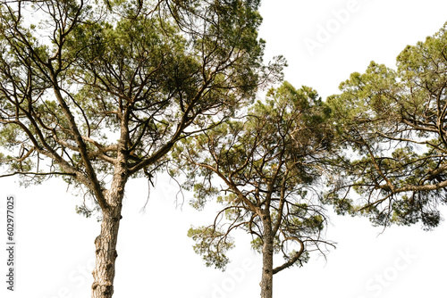 crowns of maritime pines
