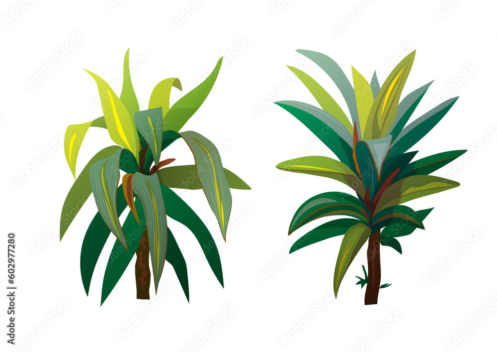 Two young Dracaenas. Green, bushy tropical plants isolated on white background. Realistic vector digital botanical illustration in watercolor style