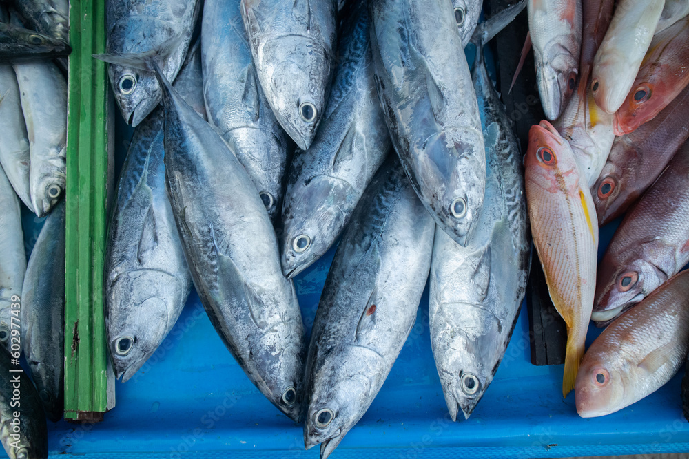 Obraz premium Piles of fresh fish caught by fishermen are sold in traditional markets