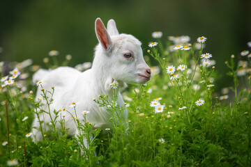 Baby goat standing on green grass with white flowers