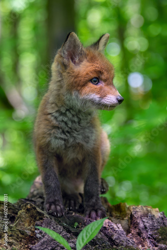Red fox, vulpes vulpes, small young cub in forest on tree stump. Wildlife scene from nature © byrdyak