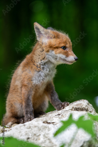 Red fox, vulpes vulpes, small young cub in forest on stone. Wildlife scene from nature