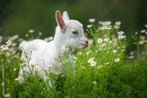 Baby goat standing on green grass with white flowers
