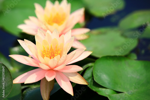Lotus flowers with green leaves close-up of beautiful pink lotus flowers blooming in the pond in summer 