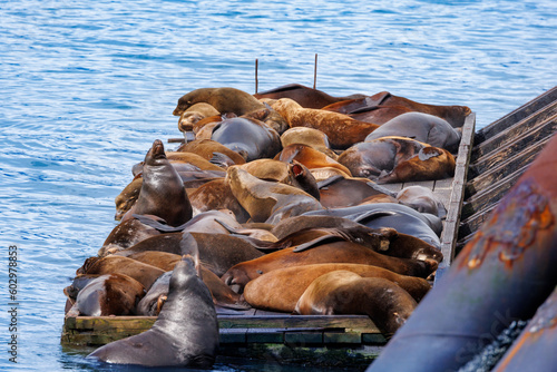 Sealions fighting for space