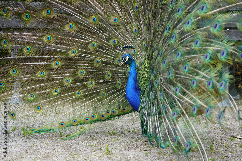 Obraz premium Male blue peacock during courtship displaying his magnificent plumage (Pavo cristatus) Phasianidae family. Hanover - Burg, Germany.